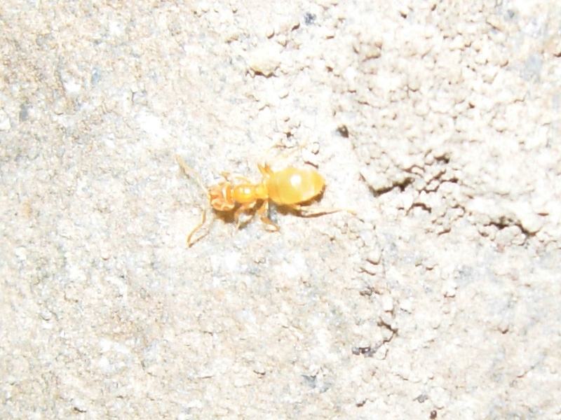 Crematogaster scutellaris e Lasius myops